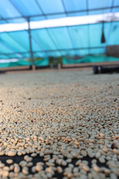 Prodigal Finca La Bohemia Île Borbon - Colombie, lavée