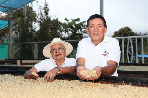 Prodigal Finca La Bohemia Île Borbon - Colombie, lavée