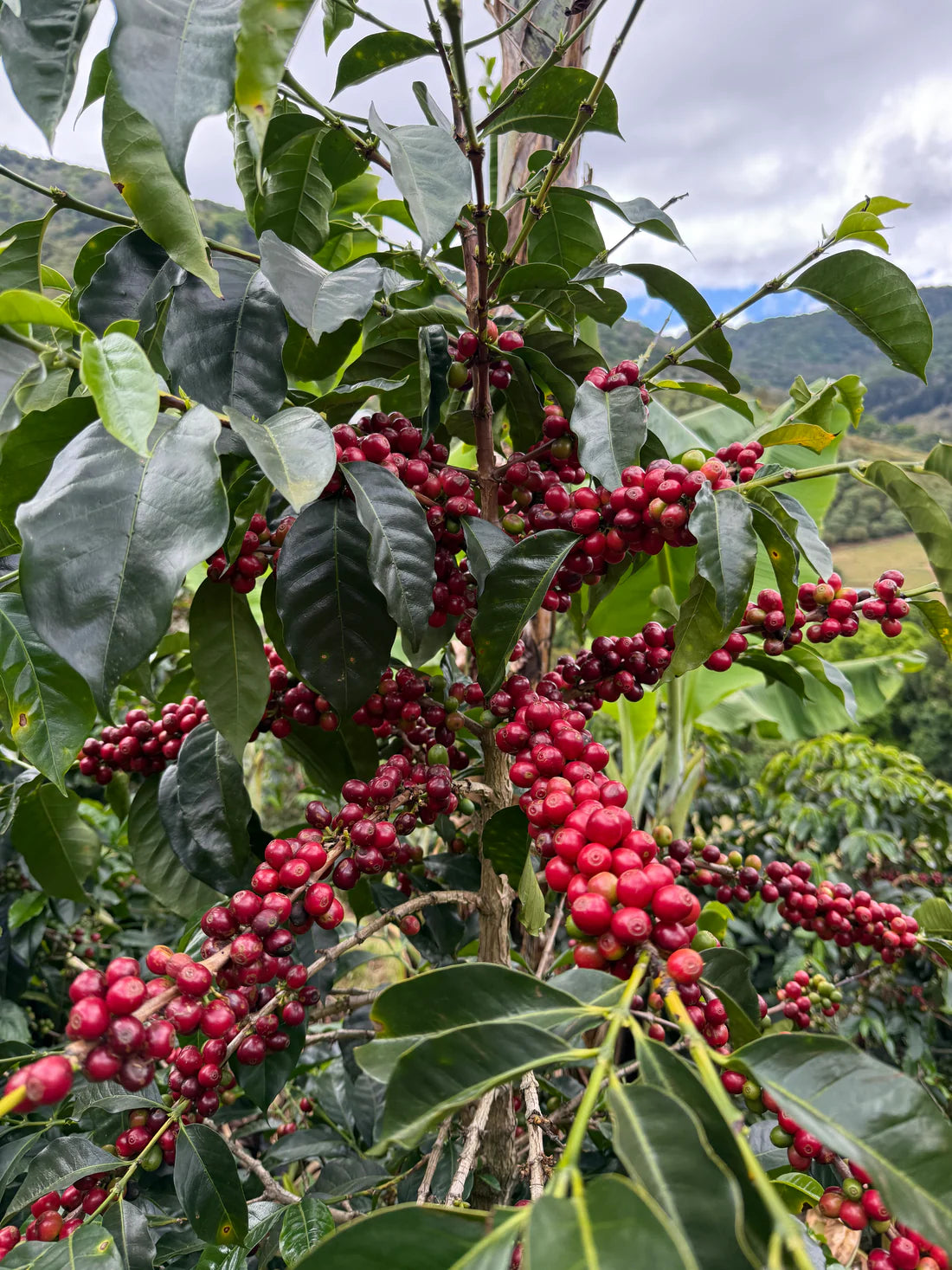 Prodigal Finca Copey Geisha - Costa Rica, lavée