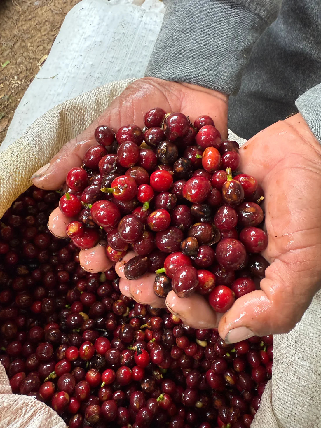 Prodigal Finca Copey Geisha - Costa Rica, lavée