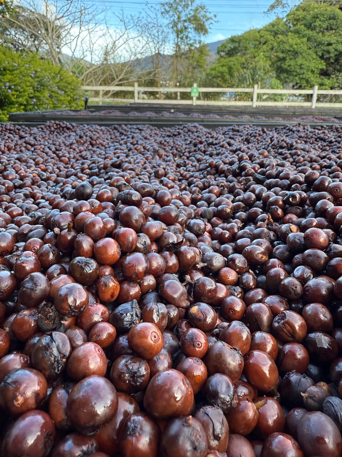 Prodigal Finca Copey Geisha - Costa Rica, lavée