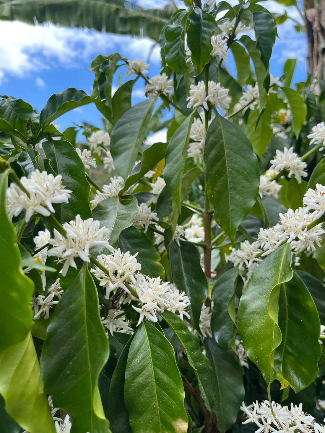 Prodigal Finca Copey Geisha - Costa Rica, lavée