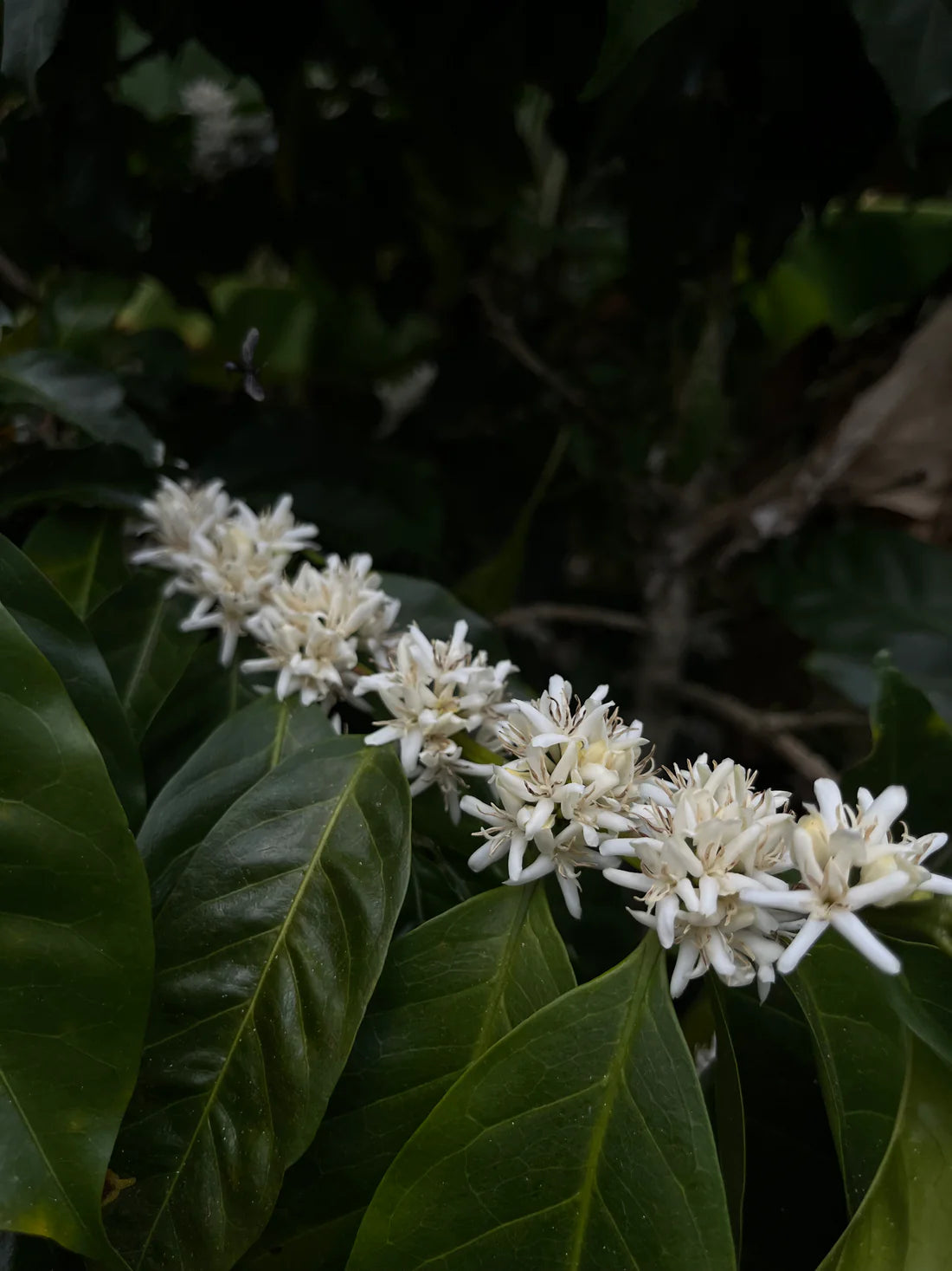 Prodigal Finca Copey Geisha - Costa Rica, lavée