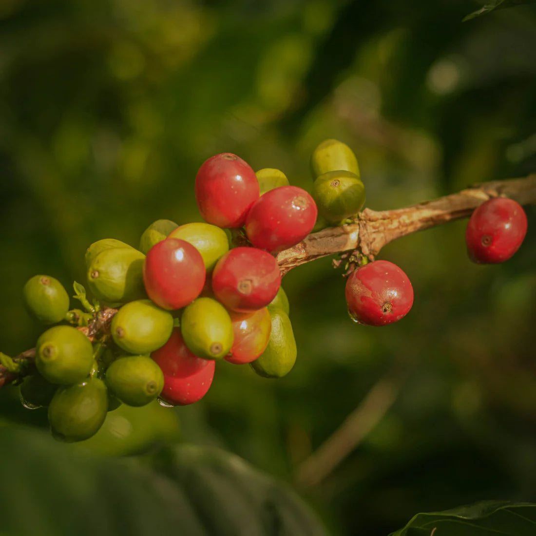 Prodigal La Reserva Ajial Bourbon Ají - Colombie, lavée