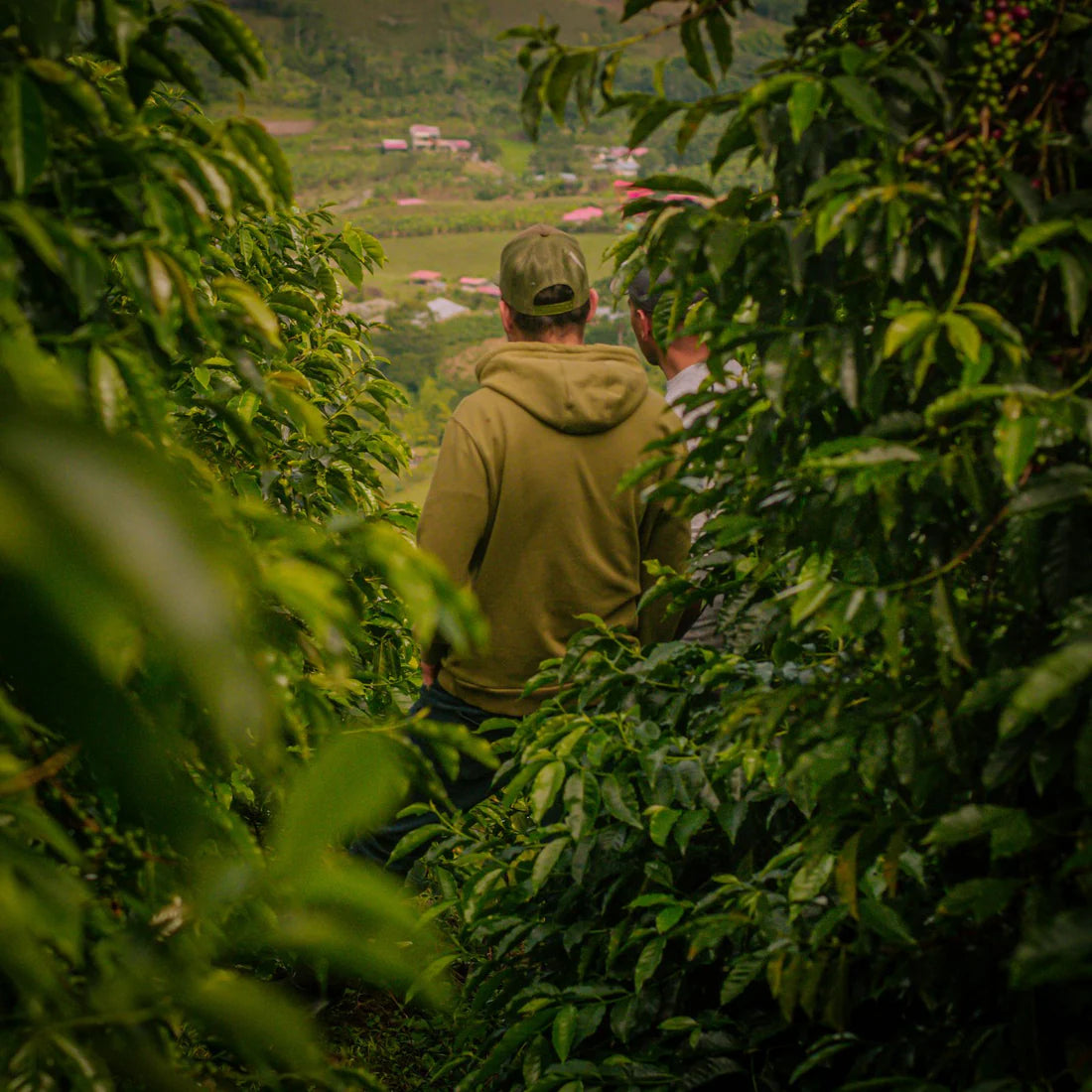 Prodigal La Reserva Ajial Bourbon Ají - Colombie, lavée
