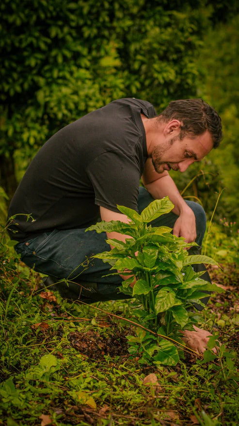 Prodigal La Reserva Ajial Bourbon Ají - Colombie, lavée